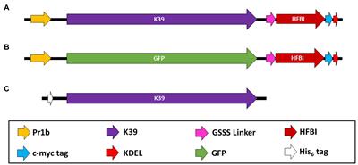 Plant Expression of Hydrophobin Fused K39 Antigen for Visceral Leishmaniasis Immunodiagnosis